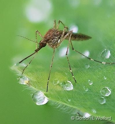 Mosquito Closeup 49383-5.jpg - Photographed near Carleton Place, Ontario, Canada.